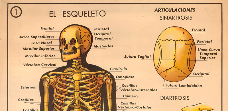 Cartel gabinete sanitario 1: el esqueleto