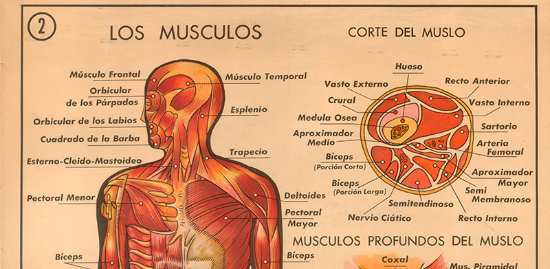 Cartel gabinete sanitario 2: los músculos