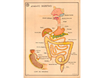 Cartel gabinete sanitario 10: aparato digestivo (Coty, Barcelona, dcada 1970) - Pieza IG: 04838/2