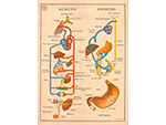 Cartel gabinete sanitario 11: excrecin y absorcin (Coty, Barcelona, dcada 1970) - Pieza IG: 04837/1
