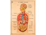 Cartel gabinete sanitario 12: el cuerpo humano (Coty, Barcelona, dcada 1970) - Pieza IG: 04837/2